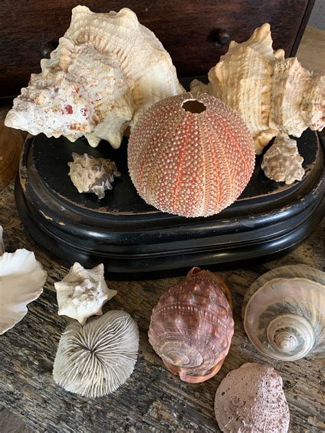 old sea shells